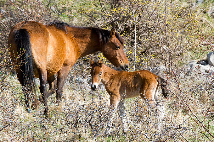 Divlji konji na Velebitu, foto: Leo Banić