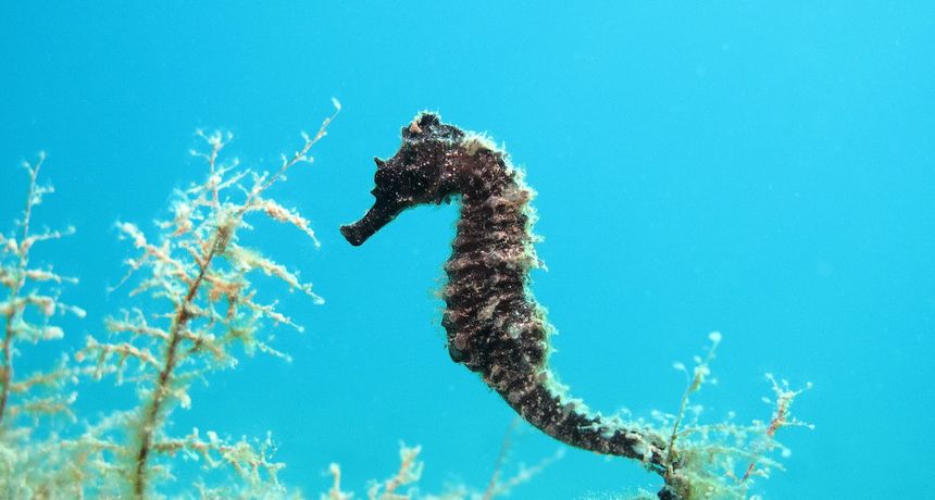 Morski konjic Morski konjic