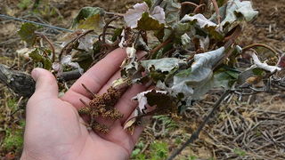 Mraz u Galovcu nanio ogromnu štetu poljoprivrednim kulturama a pogotovo voćkama i vinogradima. Foto: Silvio Marcus Milanko