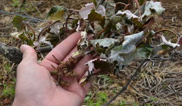 Mraz u Galovcu nanio ogromnu štetu poljoprivrednim kulturama a pogotovo voćkama i vinogradima. Foto: Silvio Marcus Milanko
