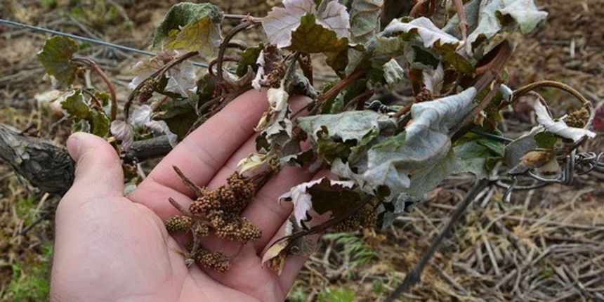 Mraz u Galovcu nanio ogromnu štetu poljoprivrednim kulturama a pogotovo voćkama i vinogradima. Foto: Silvio Marcus Milanko Mraz u Galovcu nanio ogromnu štetu poljoprivrednim kulturama a pogotovo voćkama i vinogradima. Foto: Silvio Marcus Milanko
