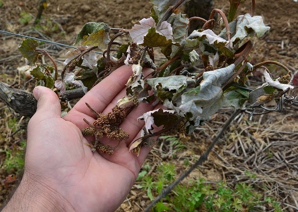 Mraz u Galovcu nanio ogromnu štetu poljoprivrednim kulturama a pogotovo voćkama i vinogradima. Foto: Silvio Marcus Milanko