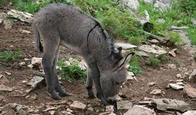 Nali tovarić, pulić traži kuma