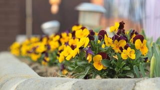 Boje i mirisi proljeća, Foto: CROPIX