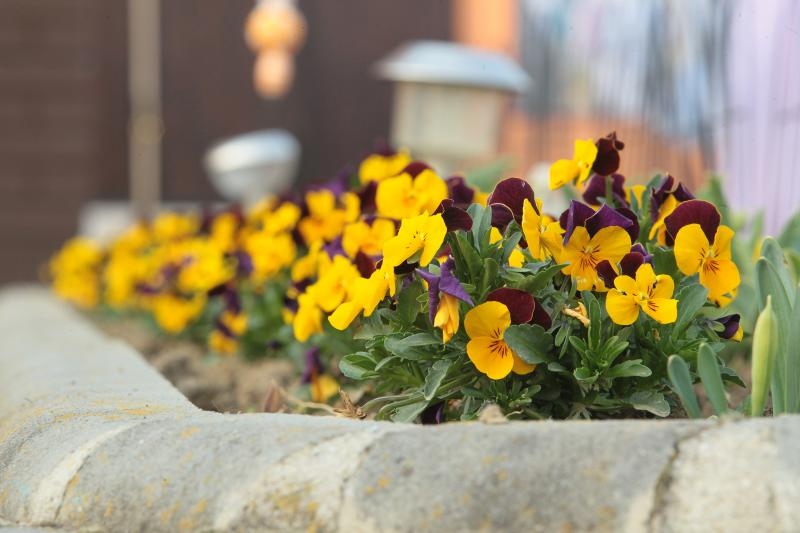Boje i mirisi proljeća, Foto: CROPIX