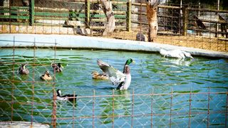 Zaton Obrovački: ZOO s egzotičnim i domaćim životinjama Zaton Obrovački: ZOO s egzotičnim i domaćim životinjama
