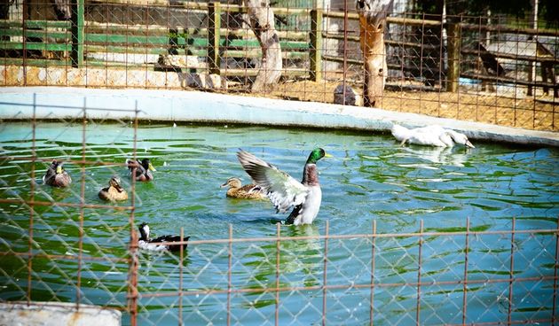 Zaton Obrovački: ZOO s egzotičnim i domaćim životinjama