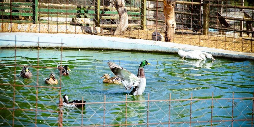 Zaton Obrovački: ZOO s egzotičnim i domaćim životinjama