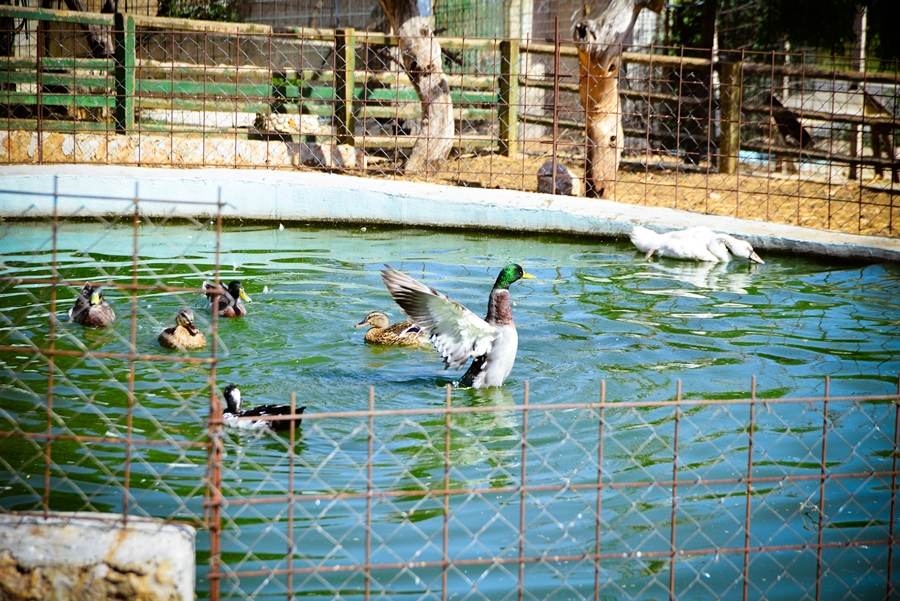 Zaton Obrovački: ZOO s egzotičnim i domaćim životinjama Zaton Obrovački: ZOO s egzotičnim i domaćim životinjama