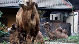 U Zoološki vrt Grada Zagreba stigla je mlada dvogrba deva Zsofia
