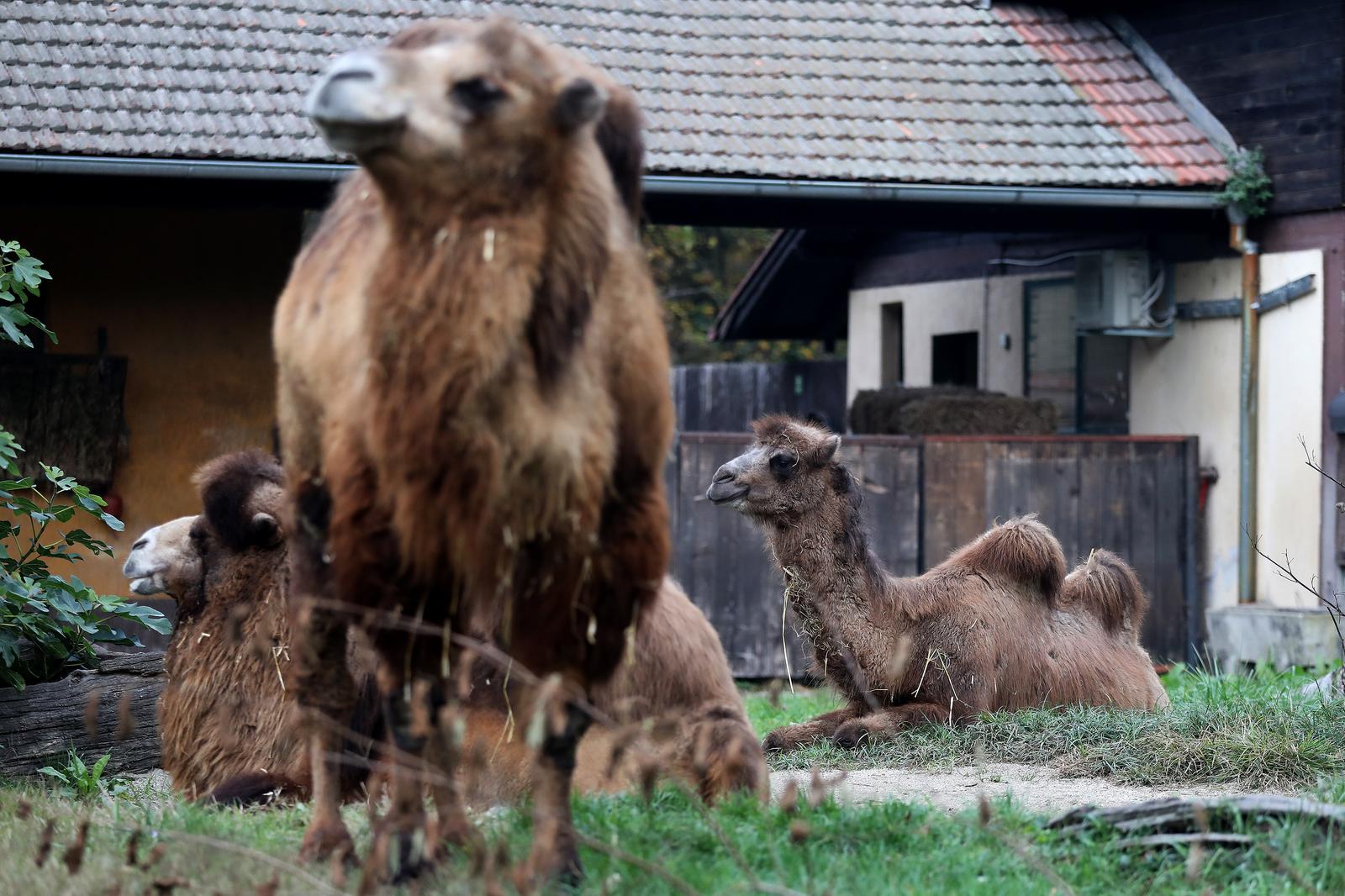 U Zoološki vrt Grada Zagreba stigla je mlada dvogrba deva Zsofia