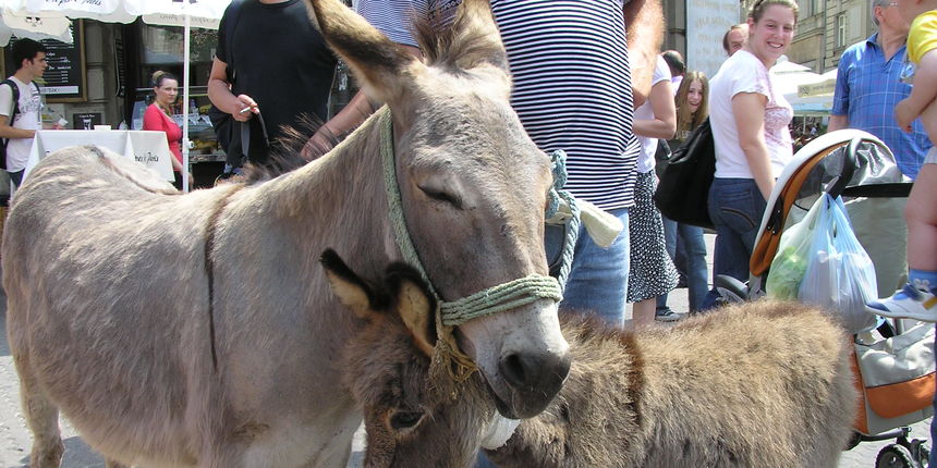 OLYMPUS DIGITAL CAMERA OLYMPUS DIGITAL CAMERA