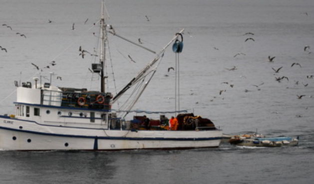 Zadar, 011010.
Ribarica se vraca u luku u pratnji galebova.
Foto: Vladimir Ivanov / Cropix