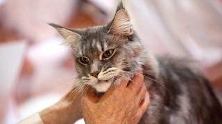 Pogledajte kako je bilo na Međunarodnoj izložbi mačaka u Westgateu