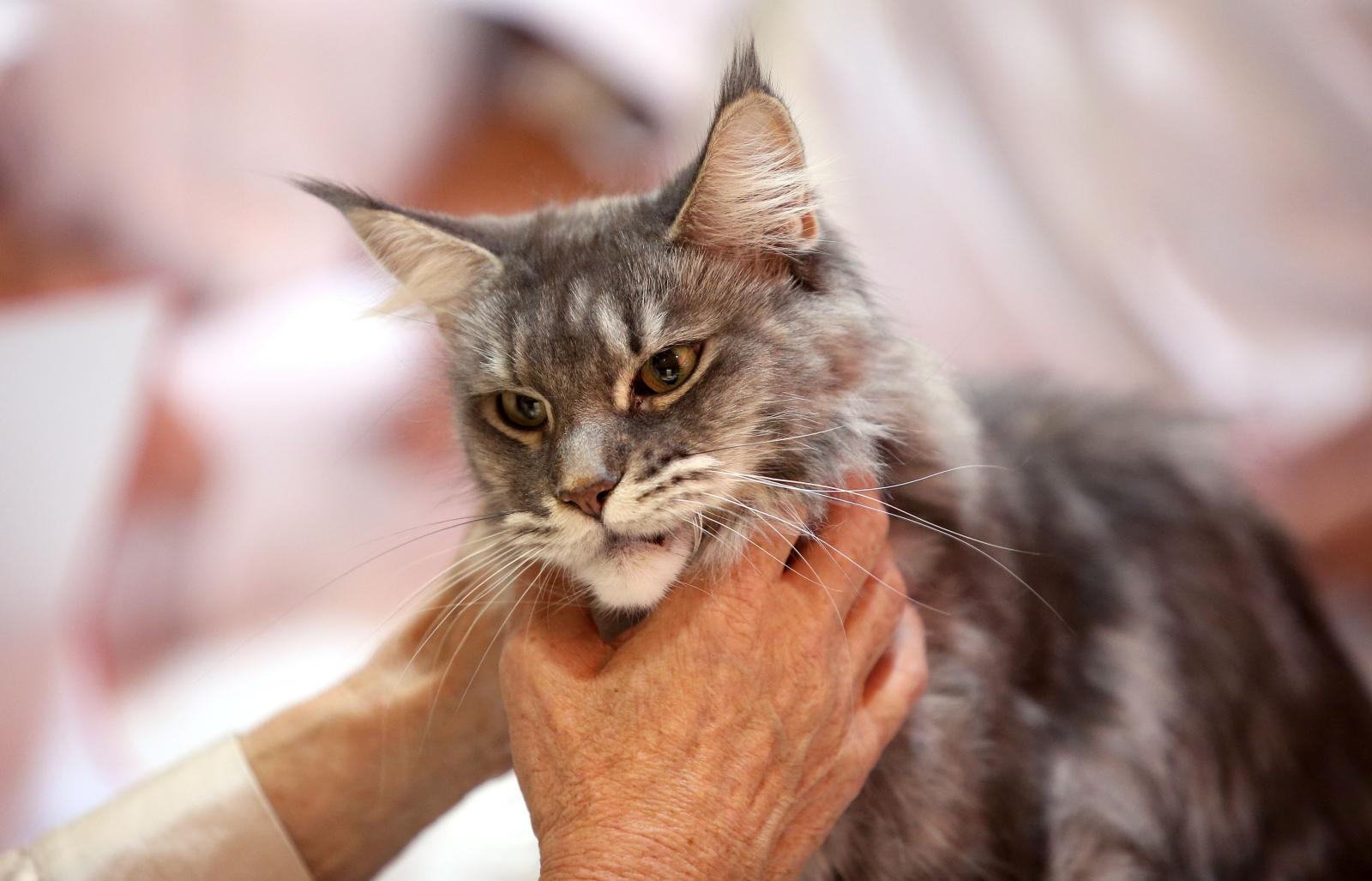 Pogledajte kako je bilo na Međunarodnoj izložbi mačaka u Westgateu