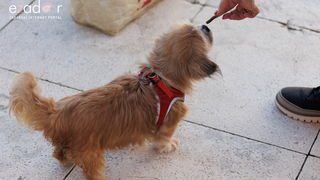 Đir po gradu, četvrtak 23. studenog 2023.