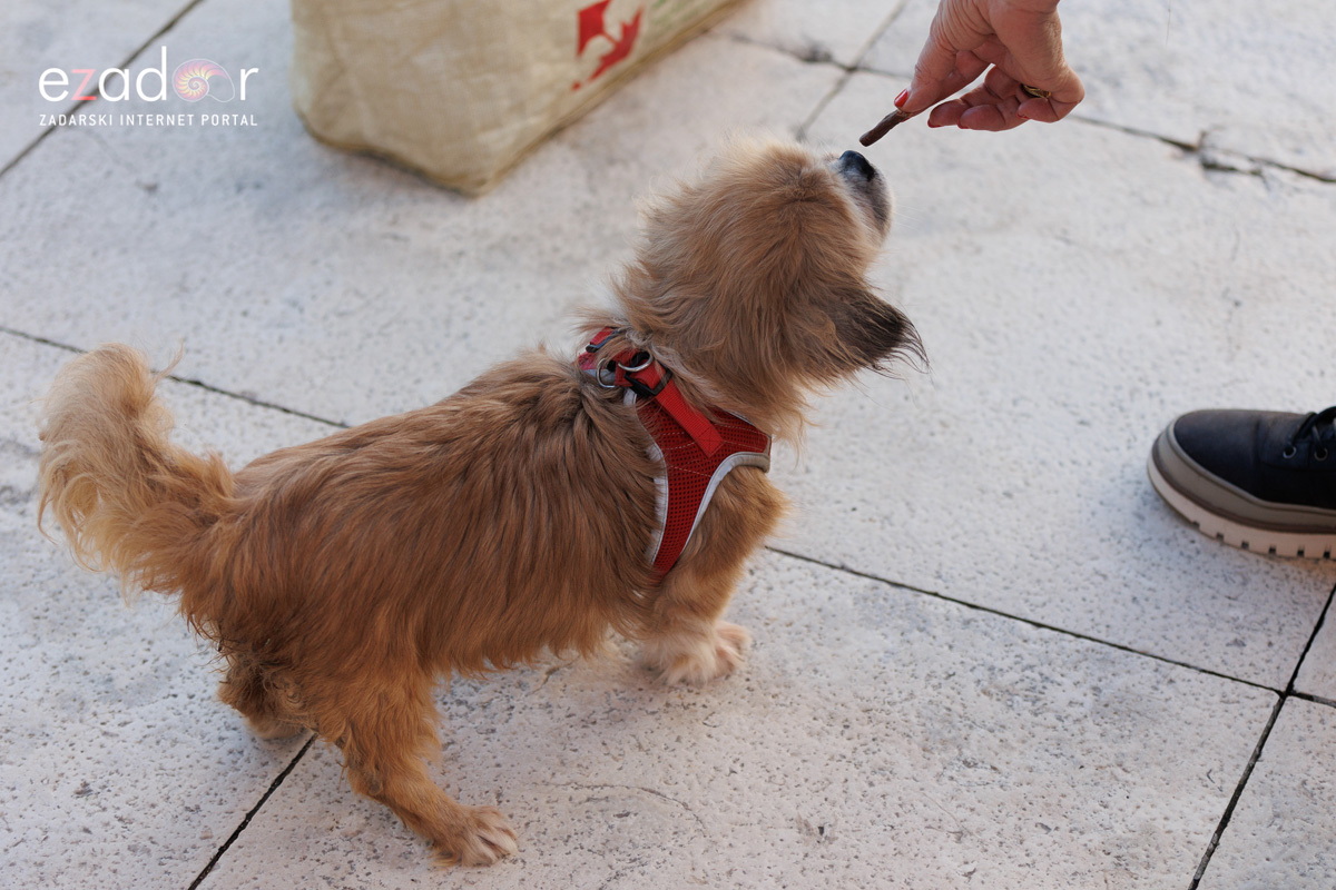 Đir po gradu, četvrtak 23. studenog 2023.