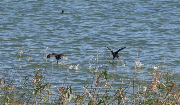 Park prirode Vransko jezero obojale su jesenske boje. Photo: Duško Jaramaz/PIXSELL