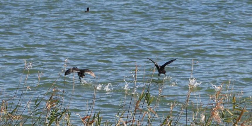 Park prirode Vransko jezero obojale su jesenske boje. Photo: Duško Jaramaz/PIXSELL Park prirode Vransko jezero obojale su jesenske boje. Photo: Duško Jaramaz/PIXSELL