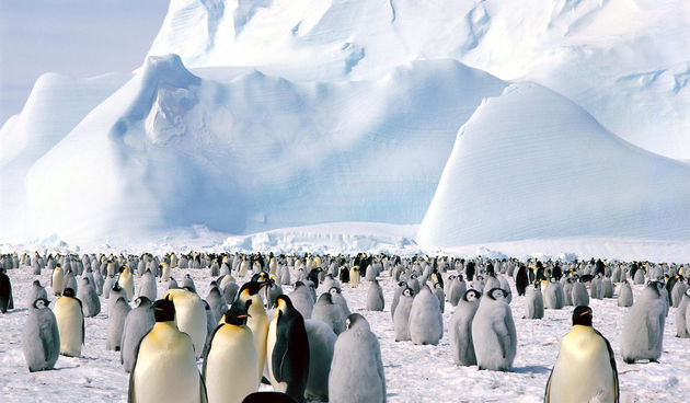 Antarktika-pingvini