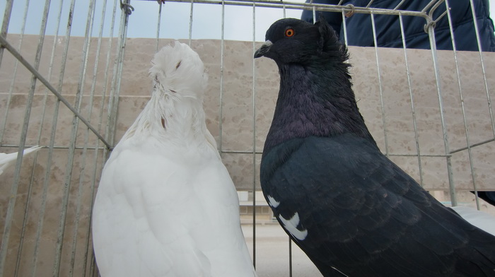 Izložba golubova na Poljani Ivana Pavla II. Izložba golubova na Poljani Ivana Pavla II.