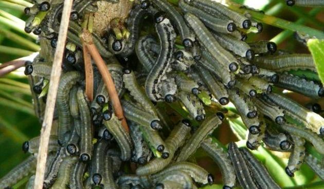 Gusjenice, foto: wikipedia/danas.hr