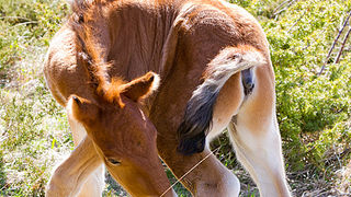 Divlji konji na Velebitu, foto: Leo Banić