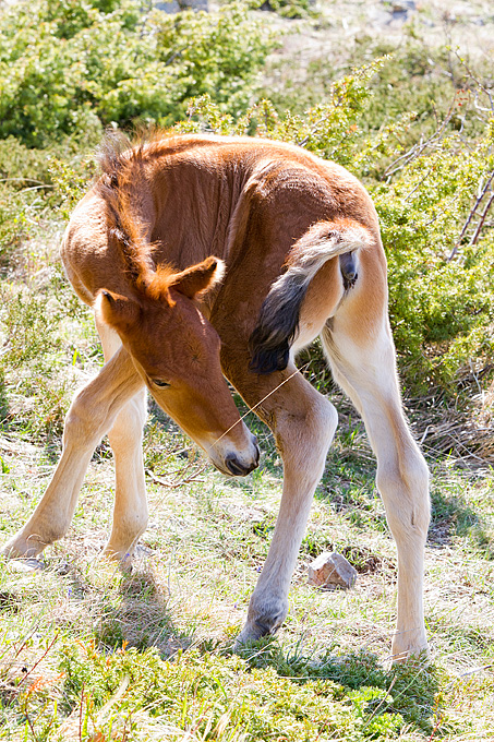Divlji konji na Velebitu, foto: Leo Banić