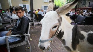 Građani od podneva uživaju u Varoškoj fešti, foto: Filip Brala/PIXSELL Građani od podneva uživaju u Varoškoj fešti, foto: Filip Brala/PIXSELL