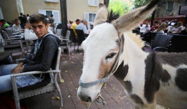 Građani od podneva uživaju u Varoškoj fešti, foto: Filip Brala/PIXSELL