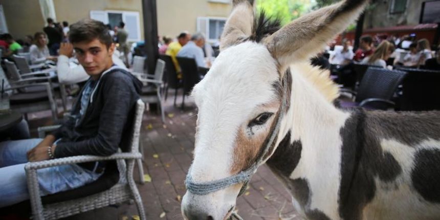 Građani od podneva uživaju u Varoškoj fešti, foto: Filip Brala/PIXSELL Građani od podneva uživaju u Varoškoj fešti, foto: Filip Brala/PIXSELL