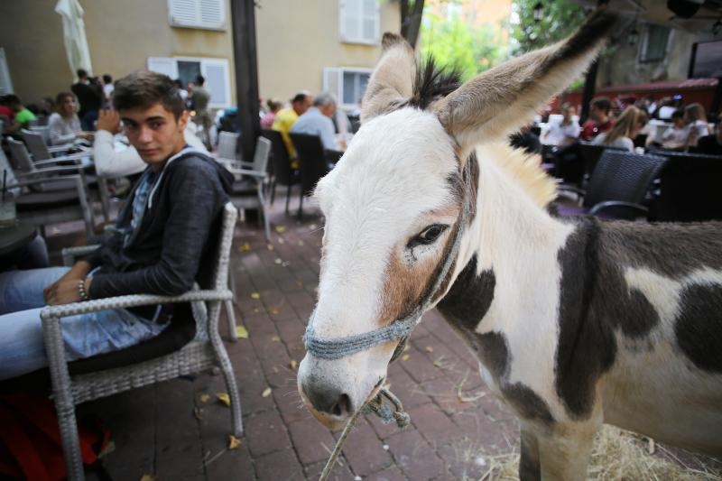 Građani od podneva uživaju u Varoškoj fešti, foto: Filip Brala/PIXSELL Građani od podneva uživaju u Varoškoj fešti, foto: Filip Brala/PIXSELL