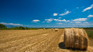 Zlatno žito Dalmacije, slama, foto: Leo Banić