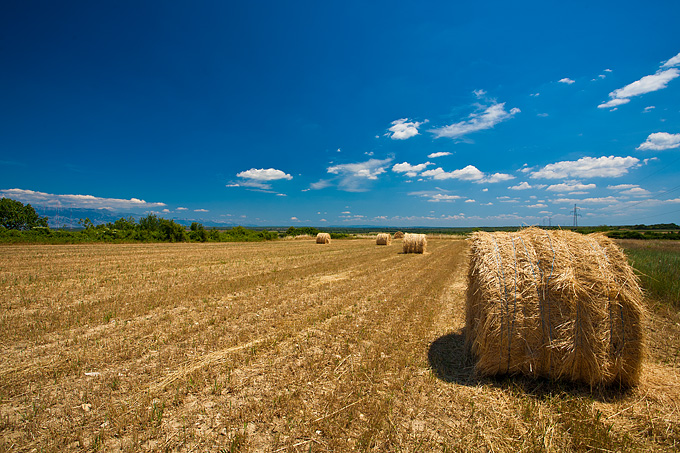 Zlatno žito Dalmacije, slama, foto: Leo Banić