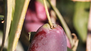 Put masline od stabla do djevicanskog ulja, Foto: Leo Banic Put masline od stabla do djevicanskog ulja, Foto: Leo Banic