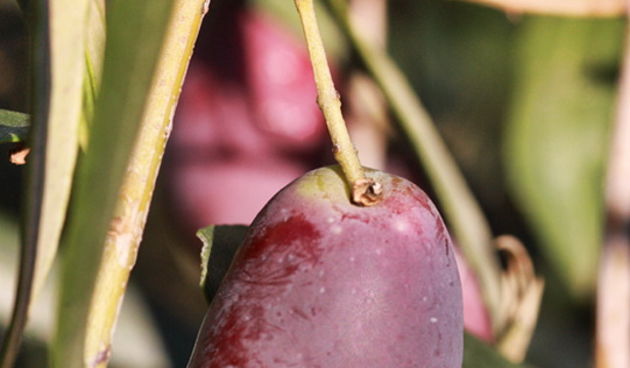 Put masline od stabla do djevicanskog ulja, Foto: Leo Banic