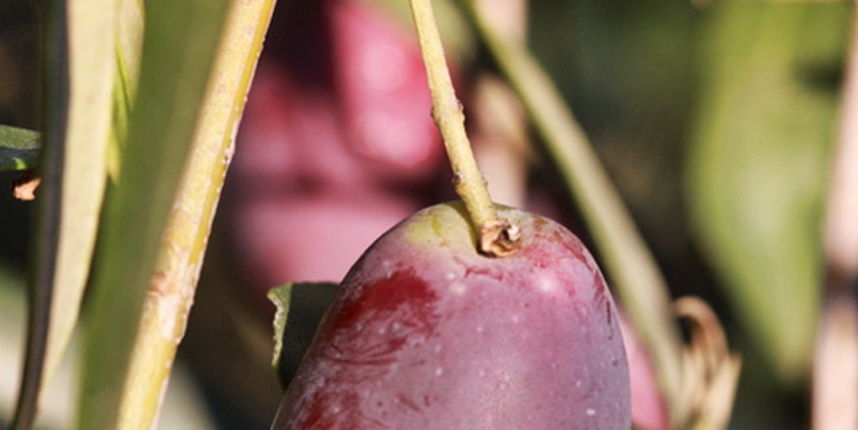 Put masline od stabla do djevicanskog ulja, Foto: Leo Banic
