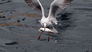 Zadar, 161110.
Galebovi su se danas za rucak odlucili za riblji meni. 
Na slici: uvala Jazine kraj zadarskog mosta.
Foto: Jure Miskovic / CROPIX