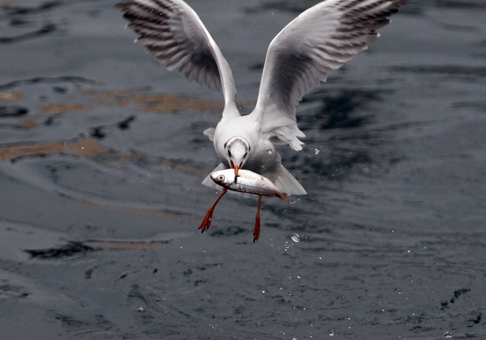 Zadar, 161110.
Galebovi su se danas za rucak odlucili za riblji meni. 
Na slici: uvala Jazine kraj zadarskog mosta.
Foto: Jure Miskovic / CROPIX