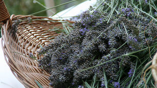 GKZD: Dječja radionica izrade stručaka i jastučića od lavande, Foto: Lucija Juravić