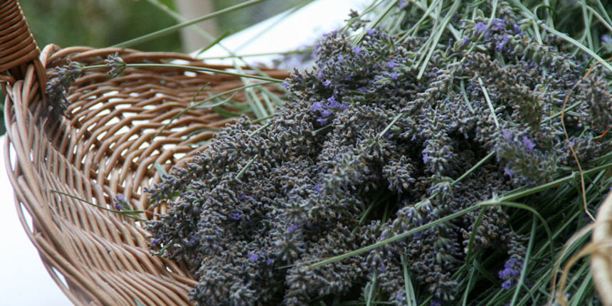 GKZD: Dječja radionica izrade stručaka i jastučića od lavande, Foto: Lucija Juravić