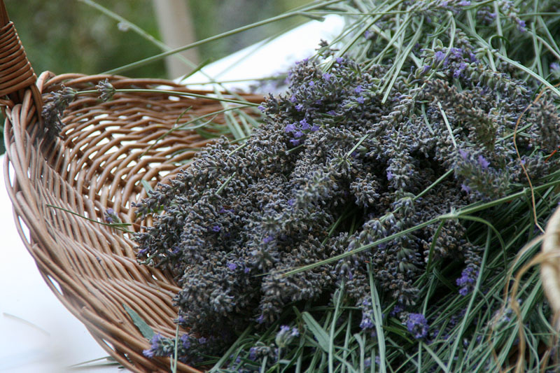 GKZD: Dječja radionica izrade stručaka i jastučića od lavande, Foto: Lucija Juravić