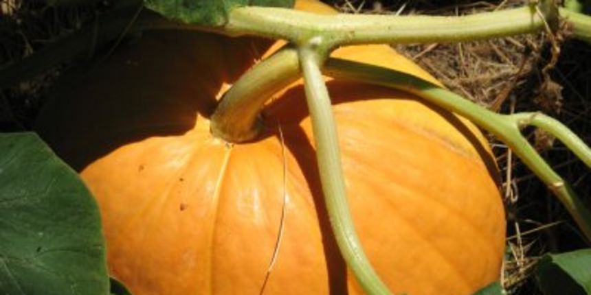 Bundeva, foto: dalje.com