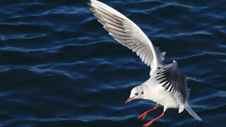 Galebovi u Jazinama, Foto: Leo Banić