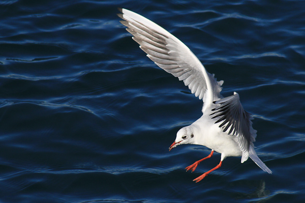 Galebovi u Jazinama, Foto: Leo Banić