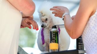 Međunarodna izložba pasa CACIB 2023