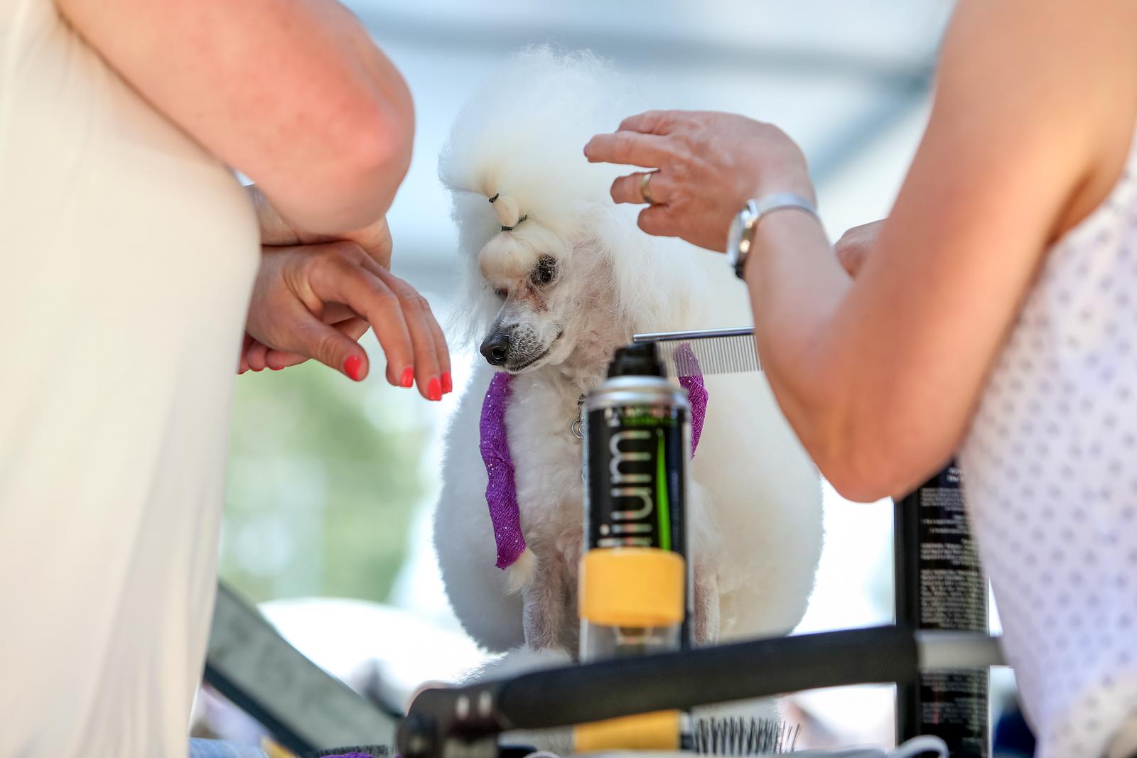 Međunarodna izložba pasa CACIB 2023