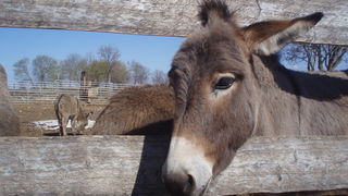 OLYMPUS DIGITAL CAMERA OLYMPUS DIGITAL CAMERA