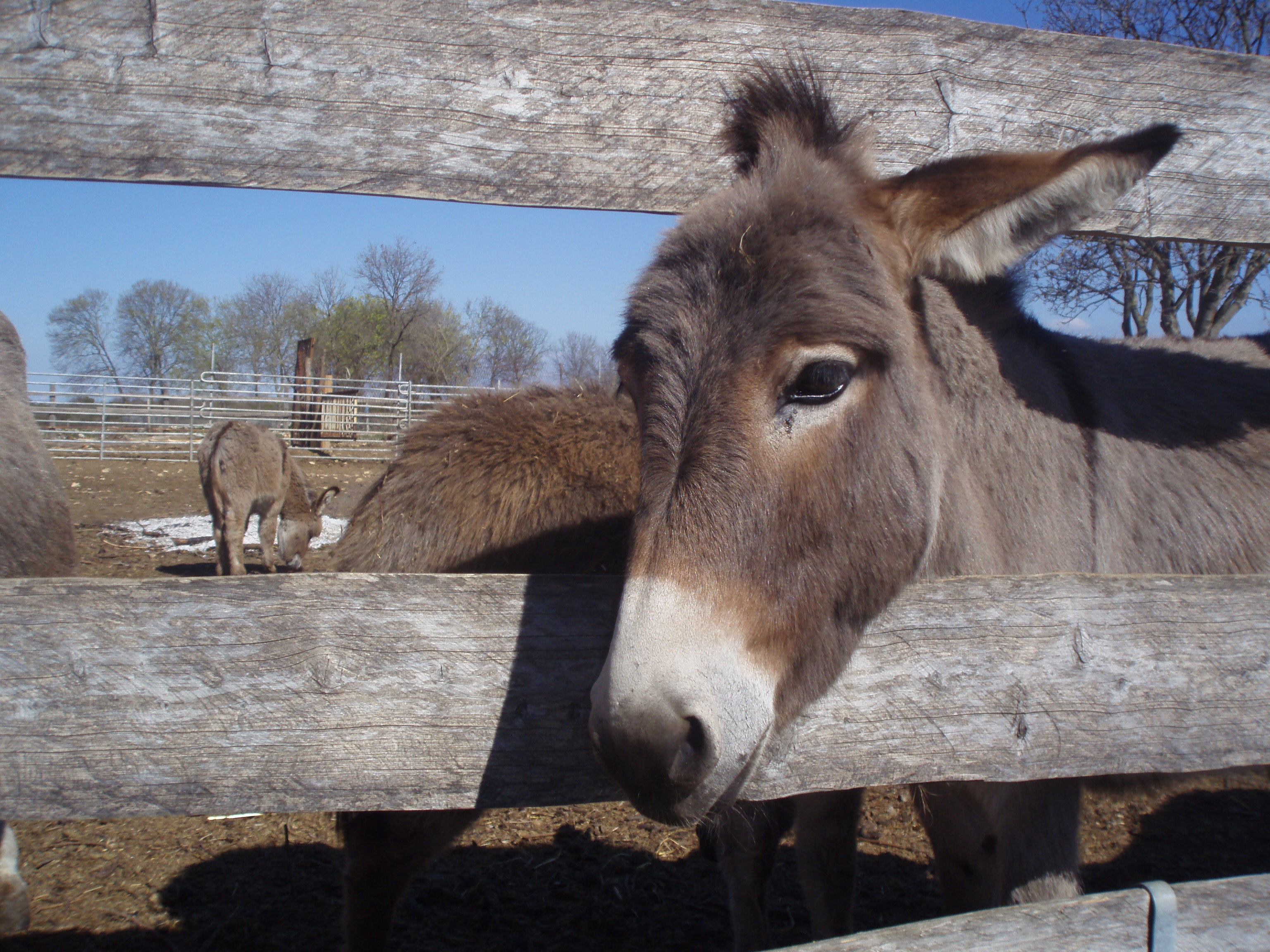 OLYMPUS DIGITAL CAMERA OLYMPUS DIGITAL CAMERA