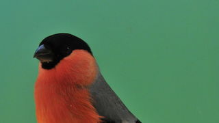 Pobjednici 33. Ornitoloskog prvenstva Hrvatske, Foto: Ivan Dilber Pobjednici 33. Ornitoloskog prvenstva Hrvatske, Foto: Ivan Dilber